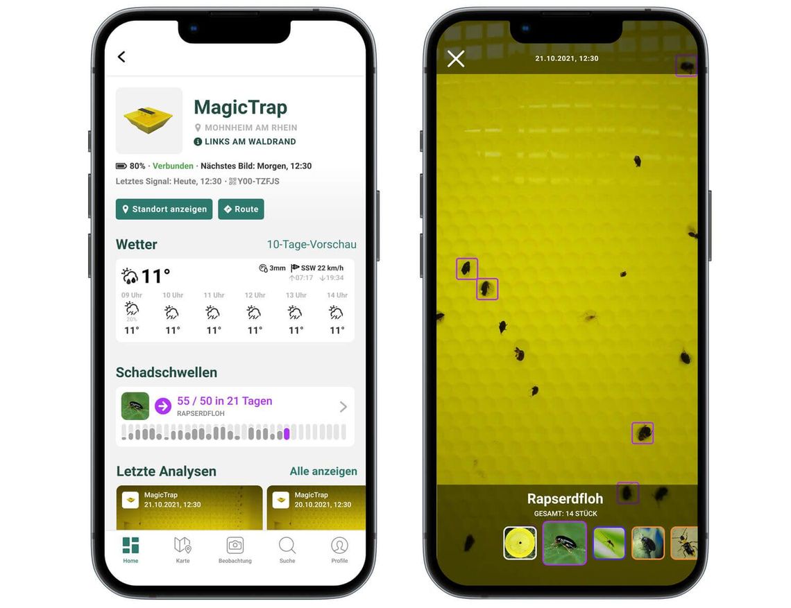 Automatic pest detection with global connectivity. The MagicScout app uses an algorithm to evaluate the infestation already on site. Image: Bayer AG